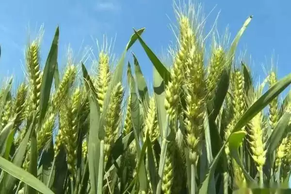 小麦穗尖发白原因及低温冻害等因素(小麦穗尖发白为啥及相关因素)？插图2