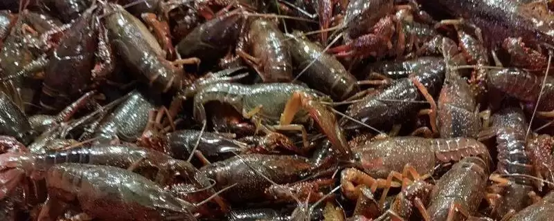 小龙虾养殖方法及池塘消毒处理要点(小龙虾怎么养及池塘消毒要点)？-会东网