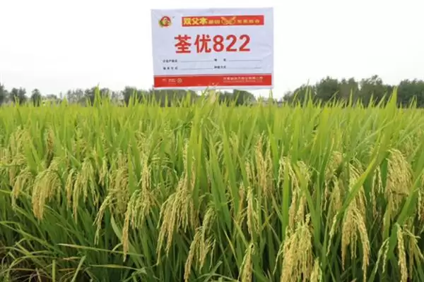 杂交水稻和普通水稻区别及分析(杂交水稻和普通水稻有啥区别及分析)？插图7