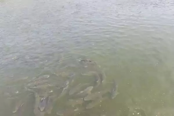 草鱼养殖方法及分级轮养等要点(草鱼如何养殖及分级轮养等要点)?插图7 草鱼养殖方法及分级轮养等要点(草鱼如何养殖及分级轮养等要点)?插图7