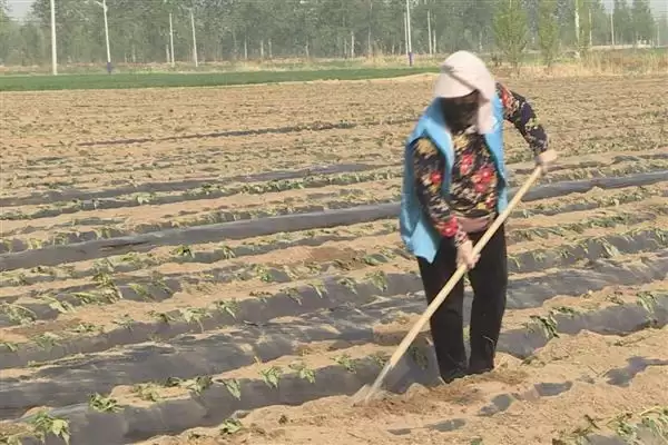 地瓜高产方法相关要点(地瓜高产方法，膨大期要追施复合肥、喷施叶面肥)？插图4