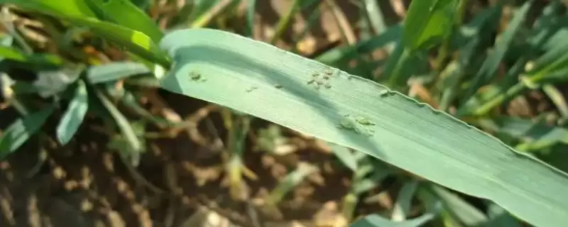 小麦抗性蚜虫治理方法及杀虫剂选择(小麦抗性蚜虫咋治理及杀虫剂选择)?-会东网