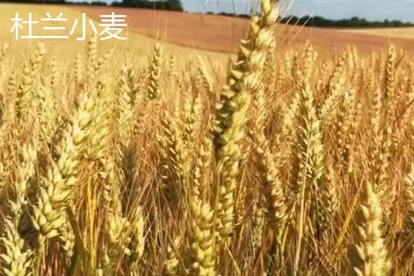 普通小麦比重介绍(一级小麦容重在790g/L以上)?插图9 普通小麦比重介绍(一级小麦容重在790g/L以上)?插图9