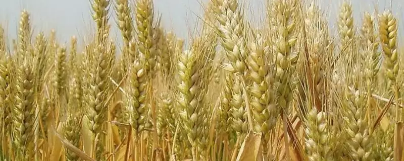 豫农982小麦品种特性与适宜播期(豫农982小麦品种特性及适宜播期)？-会东网