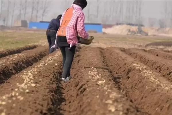 土豆种植方法介绍(土豆种植要确保水分等充足)？插图3