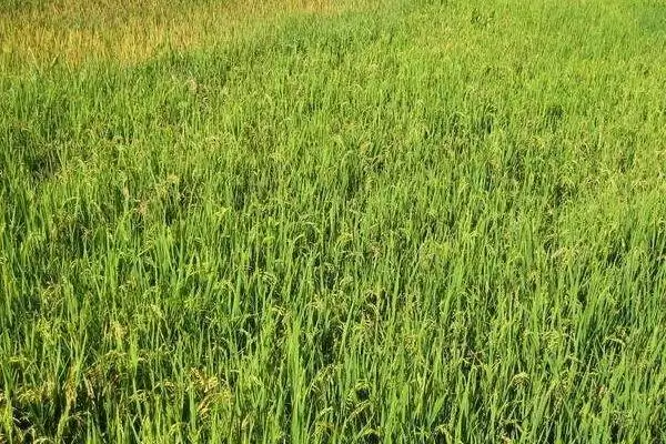 桂育糯198水稻种子作为感温籼型常规糯水稻品种详情(桂育糯198水稻种子感温籼型常规糯水稻详情)？插图2