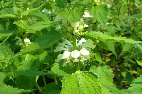 野芝麻介绍(野芝麻属于唇形科、野芝麻属草本植物)?插图2 野芝麻介绍(野芝麻属于唇形科、野芝麻属草本植物)?插图2