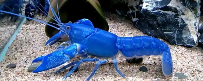 天空蓝魔虾简介(天空蓝魔虾是人工繁育的蓝色淡水龙虾)？-会东网