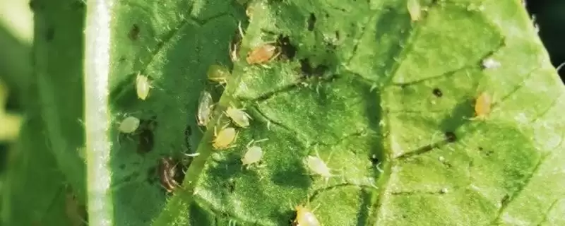 除蚜虫环保方法及大蒜烟叶等应用(除蚜虫的环保方法有哪些及材料应用)？-会东网