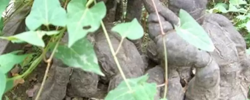 赤首乌栽培方法及栽后搭棚遮荫要点(赤首乌的栽培方法有哪些及搭棚要点)?插图 赤首乌栽培方法及栽后搭棚遮荫要点(赤首乌的栽培方法有哪些及搭棚要点)?插图