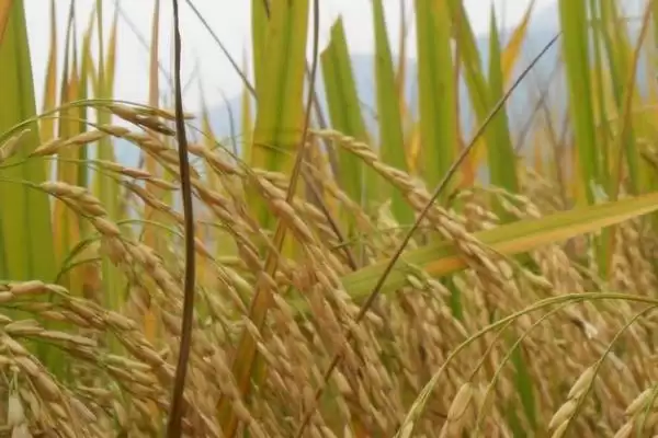 玉香丝苗水稻种子简介与播种时间(玉香丝苗水稻种子简介及播种时间)？插图3