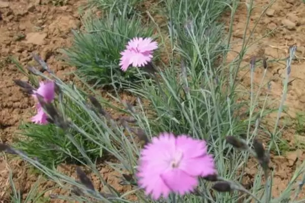 瞿麦种子选种方法介绍(瞿麦选生长健壮、无病虫害单株选种)?插图4 瞿麦种子选种方法介绍(瞿麦选生长健壮、无病虫害单株选种)?插图4