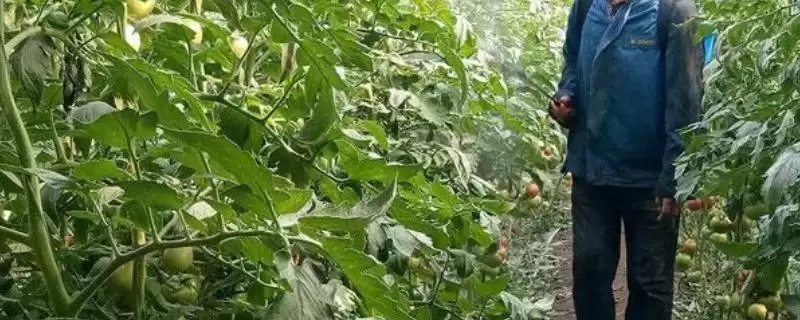 井岗霉素的防治对象相关情况(井岗霉素的防治对象,可防治立枯病,枯萎病、纹枯病等)?-会东网