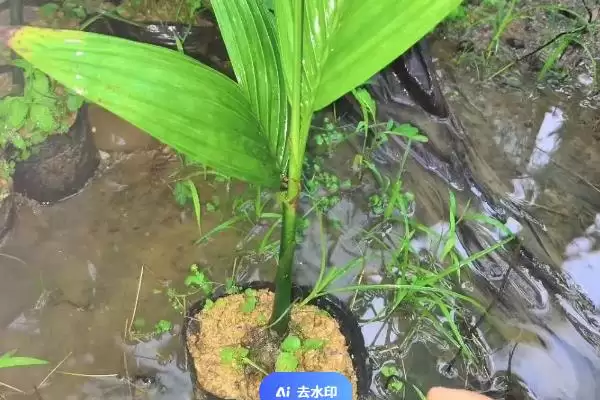 槟榔一般采用种子育苗移裁(槟榔种植育苗移栽有何要点)？插图1