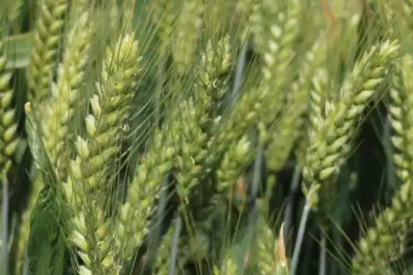 泰科麦46小麦种子基本苗情况(泰科麦46每亩基本苗15万左右)？插图1