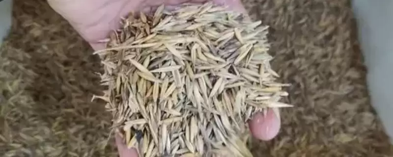 燕麦种子挑选方法及检查合格证要点(燕麦种子怎么挑选及合格证要点)?-会东网