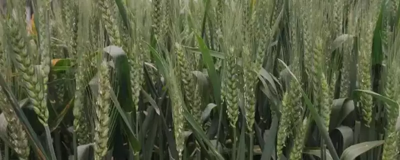 中科糯麦258小麦种简介与病虫害防治(中科糯麦258小麦种简介及病虫害防治)？-会东网