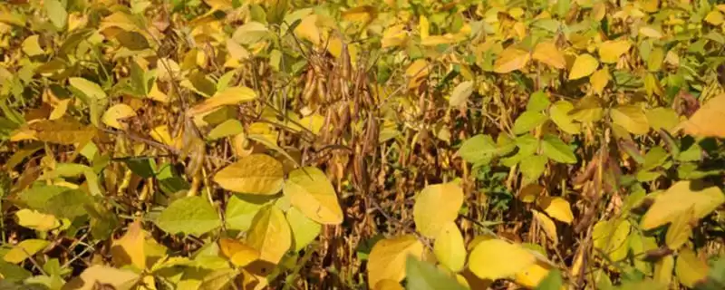 大豆的生长过程具体阶段(大豆的生长过程介绍，分为萌发出苗期、幼苗期、花芽分化期、开花结荚期)？-会东网