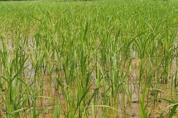 徽占499水稻种情况、所属类型(徽占499水稻种简介,中籼常规水稻品种)?插图2 徽占499水稻种情况、所属类型(徽占499水稻种简介,中籼常规水稻品种)?插图2