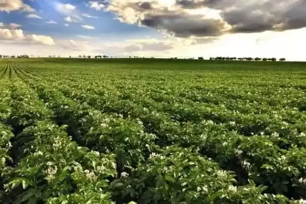 黄芪的管理方法相关要点(黄芪的管理方法,幼苗期至少要间苗2次)?插图4 黄芪的管理方法相关要点(黄芪的管理方法,幼苗期至少要间苗2次)?插图4