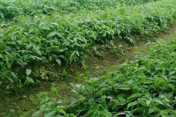 春季药材喷药防落果的方法(春季怎么通过喷药避免药材落果，喷施过磷酸钙、硫酸铵的浸出液可提高坐果率)？插图3