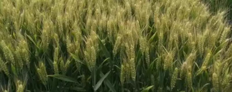 小麦种储存方法及把好五关具体内容(小麦种咋储存及把好哪五关)?-会东网
