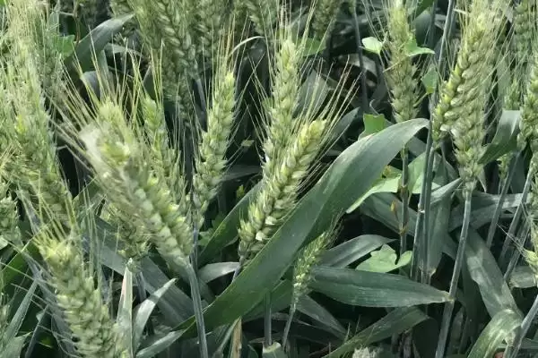 苏研麦208小麦种子抗病特性(苏研麦208中抗黄花叶病)?插图2 苏研麦208小麦种子抗病特性(苏研麦208中抗黄花叶病)?插图2