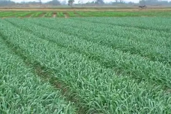 秋大蒜病虫草害防治技术介绍(秋大蒜不同病虫草害防治方法不同)?插图3 秋大蒜病虫草害防治技术介绍(秋大蒜不同病虫草害防治方法不同)?插图3