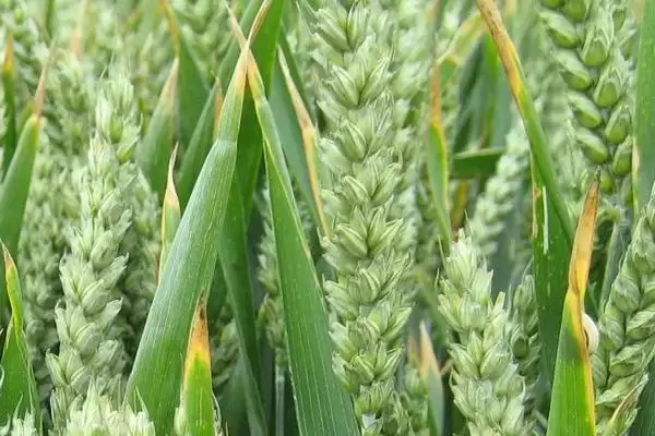 创红麦2号小麦品种特性、所属类型(创红麦2号小麦品种的特性，属偏春性品种)？插图1