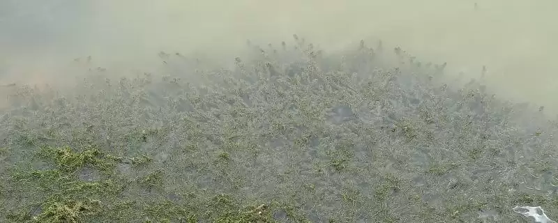 水产养殖常用水草介绍(水产养殖常用水草有伊乐藻等)?-会东网
