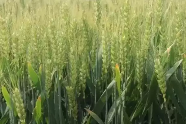 滇麦14号小麦品种特性、所属类型(滇麦14号(试验名称:滇麦14号)小麦品种的特性,为糯小麦品种)?插图1 滇麦14号小麦品种特性、所属类型(滇麦14号(试验名称:滇麦14号)小麦品种的特性,为糯小麦品种)?插图1