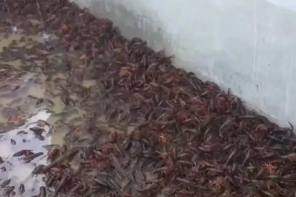 龙虾养殖基地分布介绍(湖南、重庆等地有龙虾养殖基地)?插图2 龙虾养殖基地分布介绍(湖南、重庆等地有龙虾养殖基地)?插图2