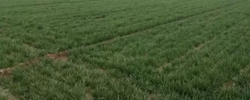 河南麦子品种选择推荐及品种介绍(在河南选择哪个麦子品种好及品种推荐)?-会东网