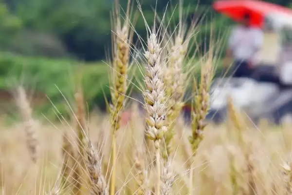 存麦11小麦种情况、全生育期(存麦11小麦种简介,全生育期229.5-233.9天)?插图2 存麦11小麦种情况、全生育期(存麦11小麦种简介,全生育期229.5-233.9天)?插图2