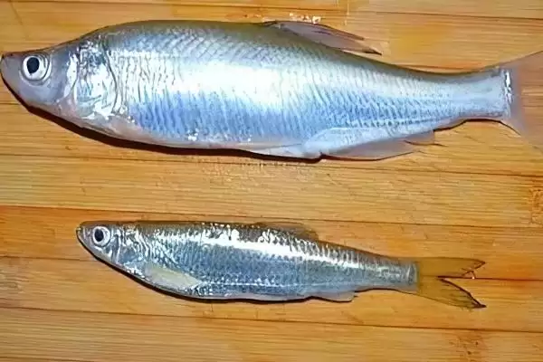 手竿钓白条鱼饵料选择(手竿钓白条鱼可选自然和商品饵料)？插图10