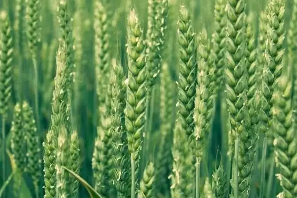 徽麦7号小麦种情况、所属类型(徽麦7号小麦种简介,属春性品种)?插图1 徽麦7号小麦种情况、所属类型(徽麦7号小麦种简介,属春性品种)?插图1