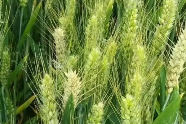 晋太114小麦种子特征特性、小穗密度(晋太114小麦种子特征特性,小穗密度中等)?插图2 晋太114小麦种子特征特性、小穗密度(晋太114小麦种子特征特性,小穗密度中等)?插图2