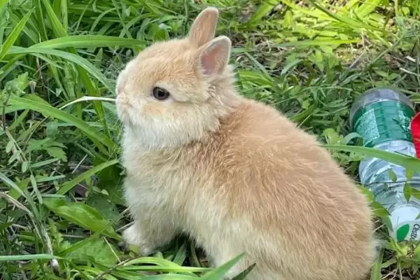 兔子脑囊炎诊断治疗方法(兔子脑囊炎通常通过血清学检查诊断)?插图1 兔子脑囊炎诊断治疗方法(兔子脑囊炎通常通过血清学检查诊断)?插图1