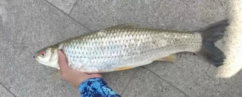 麦鲮鱼和红眼鱼区别介绍(麦鲮鱼圆鳞、吻钝、嘴阔与红眼鱼区别)？-会东网