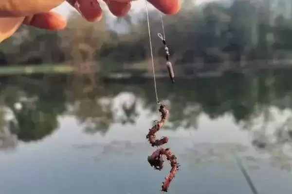 蚯蚓钓鱼挂钩方法介绍(用蚯蚓钓鱼根据对象采用不同挂钩法)？插图1
