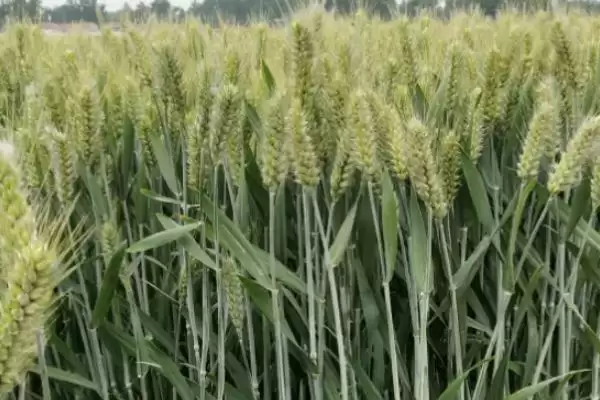新植716小麦种简介与适宜基本苗数量(新植716小麦种简介及基本苗数量)？插图2