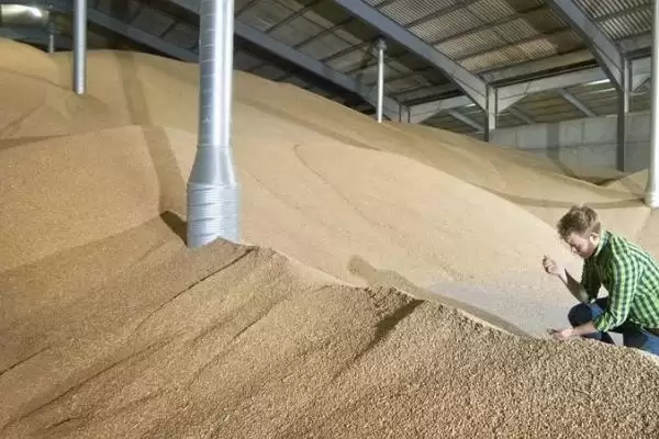 小麦种储存方法及把好五关具体内容(小麦种咋储存及把好哪五关)?插图2 小麦种储存方法及把好五关具体内容(小麦种咋储存及把好哪五关)?插图2