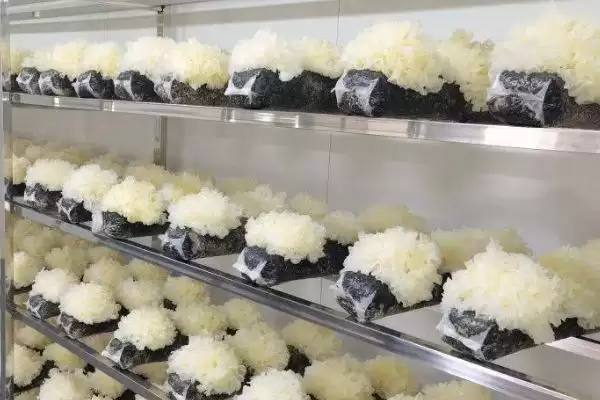 绿霉菌出现原因介绍(绿霉菌出现可能因培养料受潮等因素)?插图2 绿霉菌出现原因介绍(绿霉菌出现可能因培养料受潮等因素)?插图2