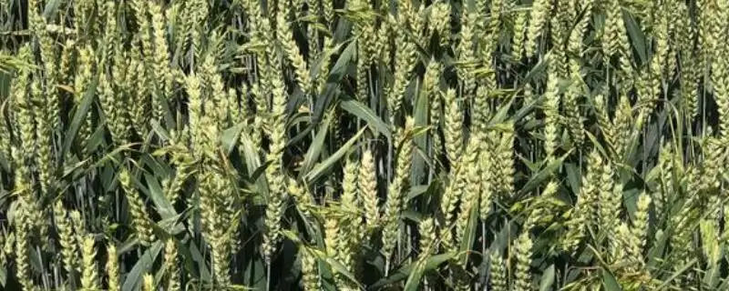 郑麦136小麦品种简介与全生育期时长(郑麦136小麦品种简介及全生育期)?-会东网