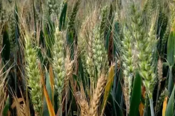 扬辐麦25小麦种子简介与春性品种特性(扬辐麦25小麦种子简介及春性品种特性)？插图3