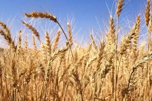 中育1211小麦简介与半冬性晚熟特性(中育1211小麦简介及半冬性晚熟特性)?插图3 中育1211小麦简介与半冬性晚熟特性(中育1211小麦简介及半冬性晚熟特性)?插图3
