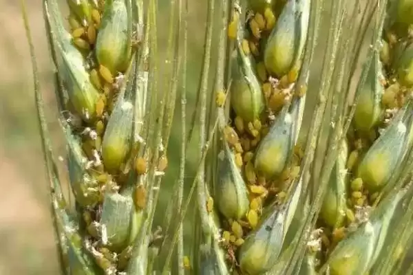 小麦病虫害种类及不同症状详细介绍(小麦病虫害有哪些及症状)？插图7