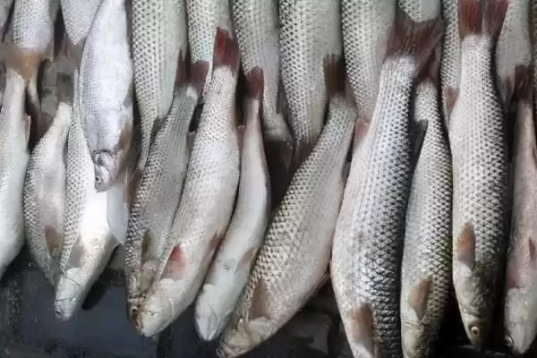 红眼睛红尾巴像草鱼的鱼类推测(红眼睛红尾巴像草鱼是什么鱼,赤眼鳟、麦鲮或乌头鱼都有可能)?插图3 红眼睛红尾巴像草鱼的鱼类推测(红眼睛红尾巴像草鱼是什么鱼,赤眼鳟、麦鲮或乌头鱼都有可能)?插图3