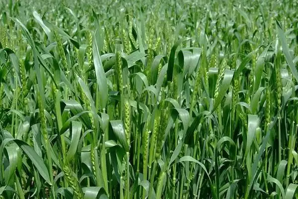 静麦3号小麦种子特征特性、全生育期(静麦3号小麦种子特征特性，全生育期266-278天)？插图3