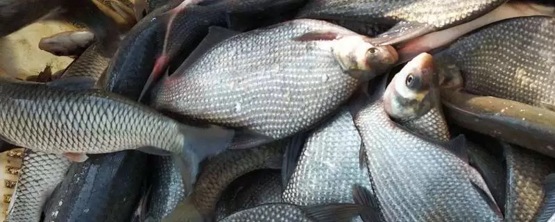 鳊鱼生长大小及常见个体重量情况(鳊鱼能长到多大及常见个体重量)?-会东网